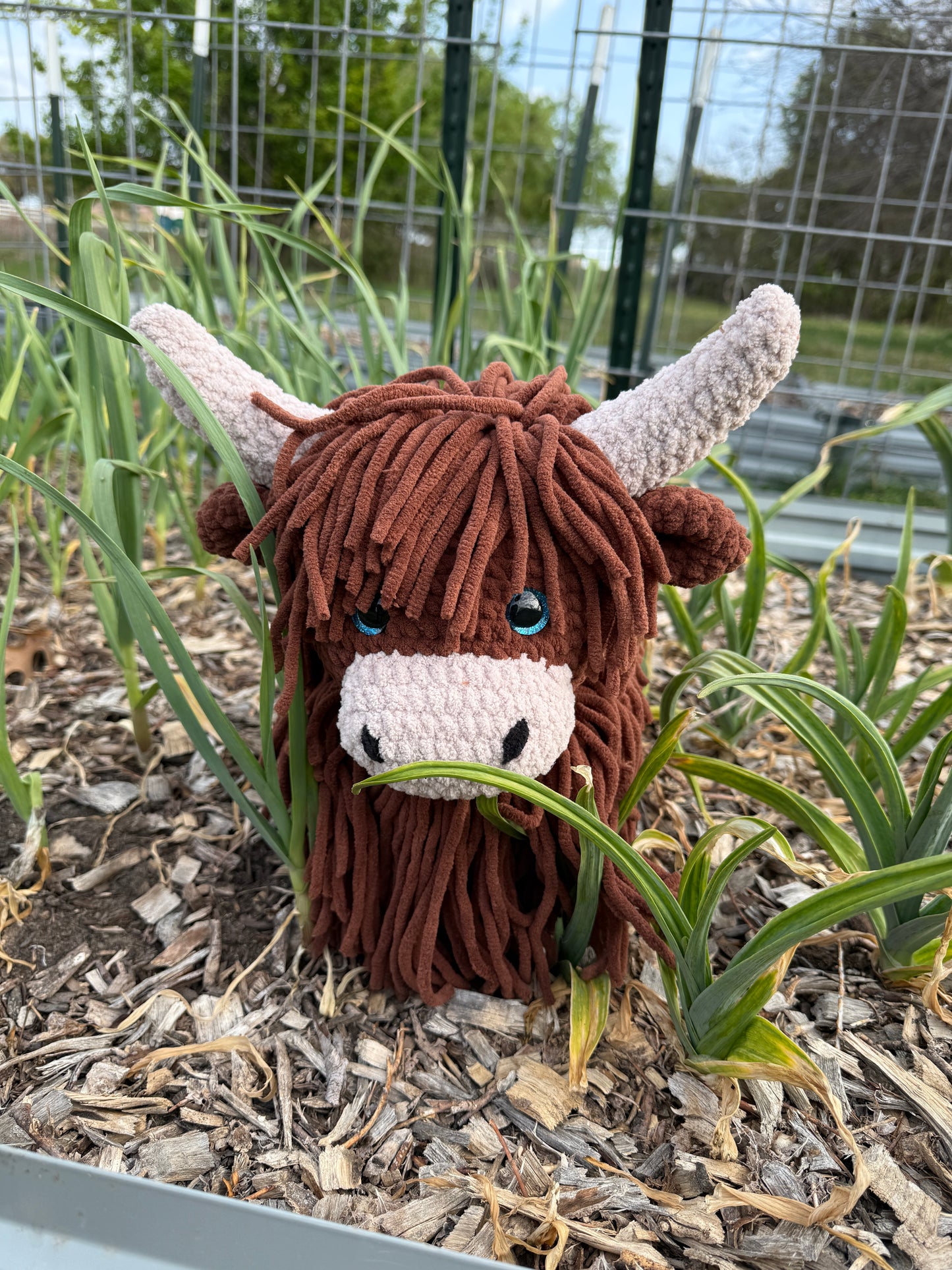 SPECIAL ORDER Highland Cow