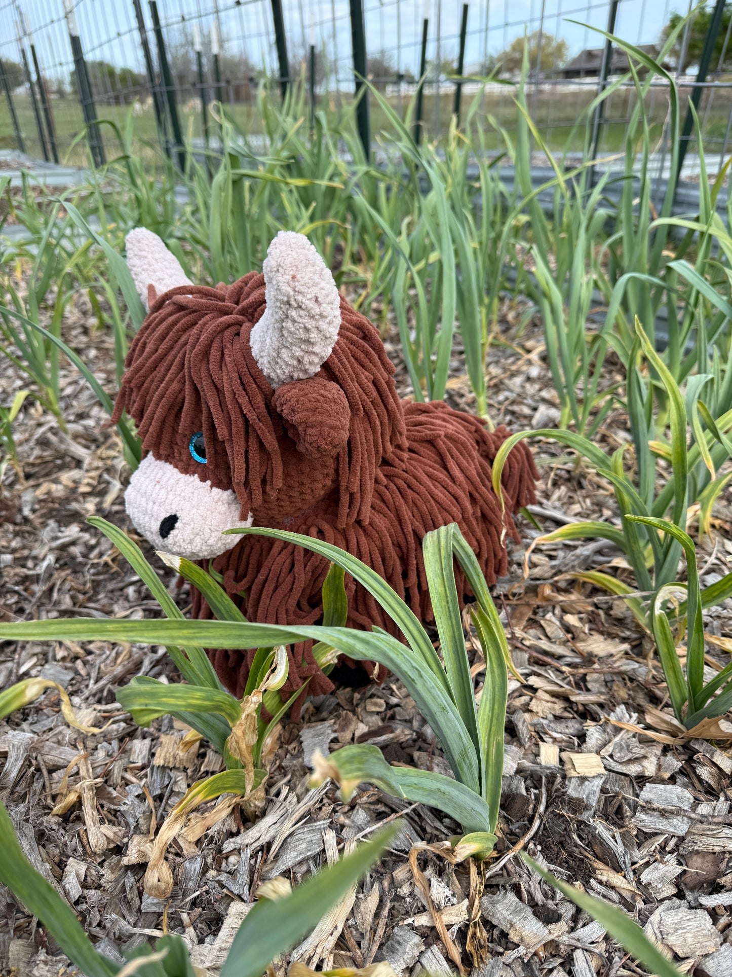 SPECIAL ORDER Highland Cow